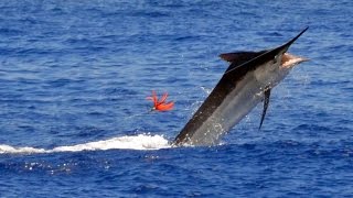 Novembre 2016 - Pêche à Rodrigues - Rod Fishing Club - Team Lucky - Maurice- Océan Indien