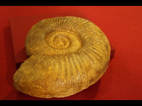 Video: Was bedeutet der Name Ammonit?