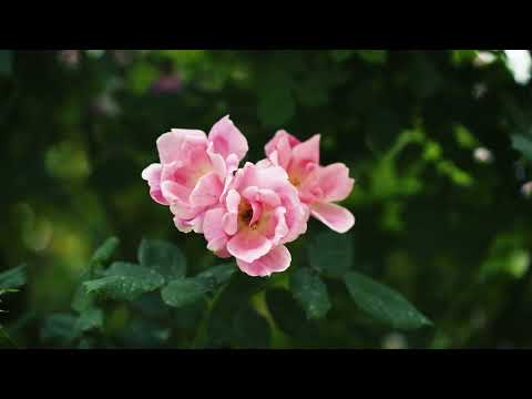 First Lady Melania Trump: Rose Garden