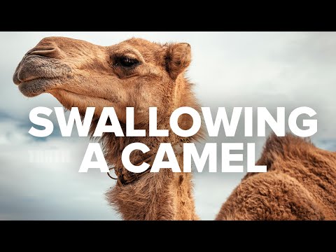 Swallowing a Camel