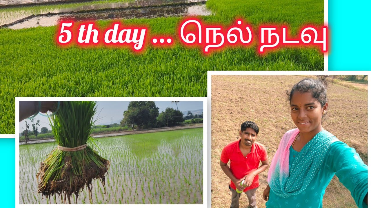 ✨ ஐந்தாம் நாள் நெல் நடவு @ vaishali 2.0✨🌾
