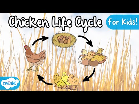 The Life Cycle