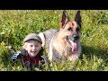 German Shepherd Dogs Protecting Kids and Owners Compilation