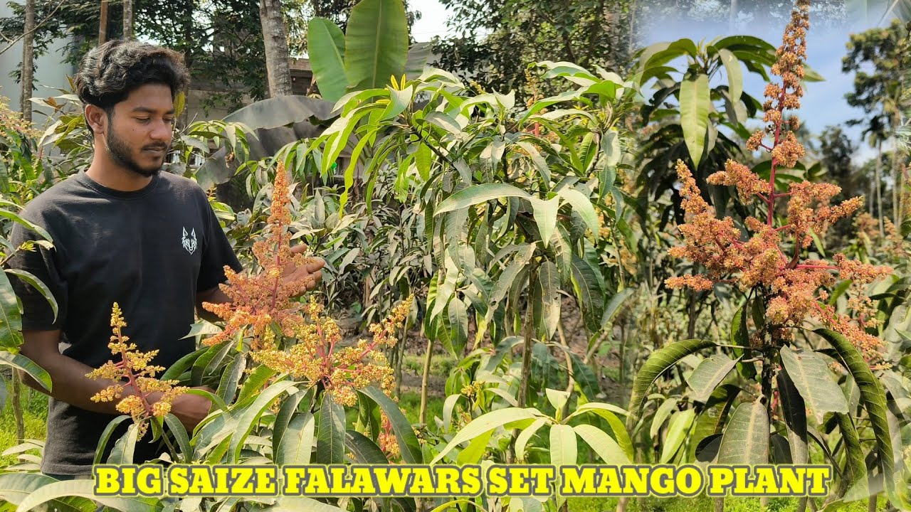 Falowars set bige saize mango plant . mango plant nursery in kolkata. Contact me ☎️ 9382204308