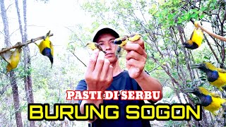 Pasti Di Serbu Sogon Kalo Mikat Burung Kecil D spot Ini