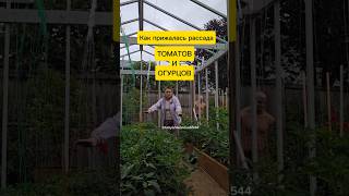 Как прижилась рассада томатов и огурцов