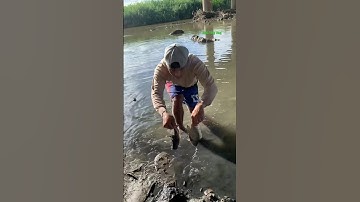 Cá Lớn - bắt Cá Rô Phi đơn giản 😱 #khacthuyvlogg