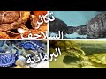 تكاثر السلاحف البرمائية   موسم التزاوج    مراسم التزاوج