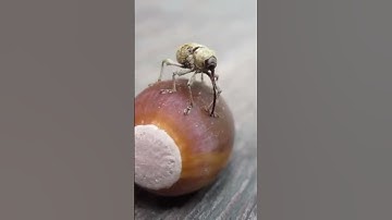 Tiny Weevil Drilling Into An Acorn