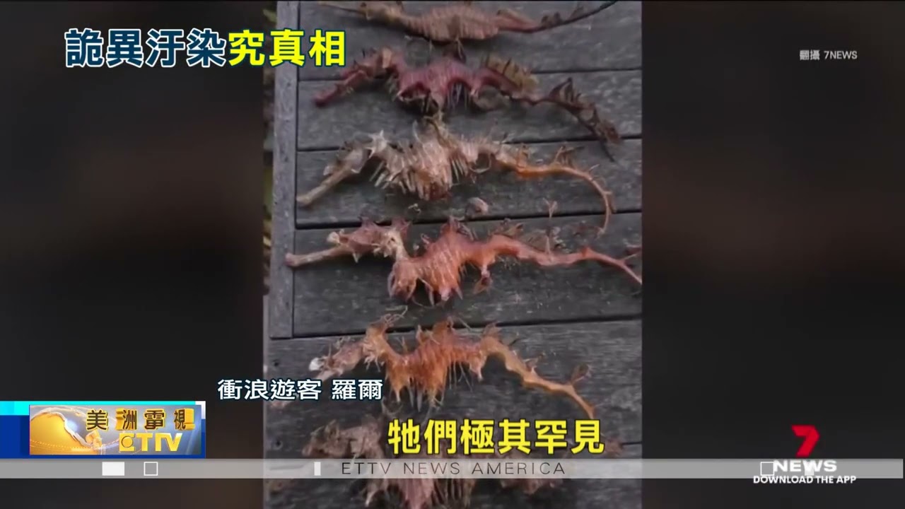 藻華現象釀神秘泡沫浪 南澳封鎖2海灘徹查原因