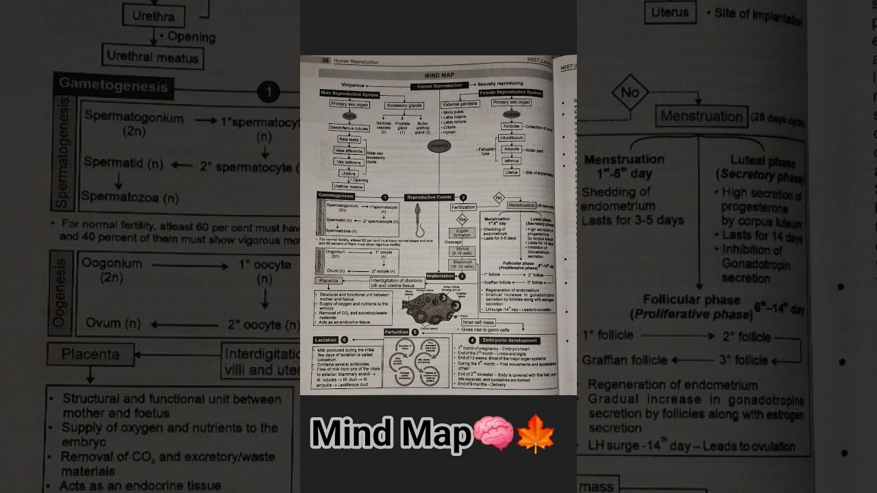 Mind Map of Human Reproduction 