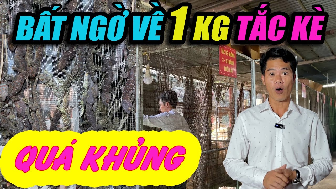 BẤT NGỜ VỀ 1 KG TẮC KÈ XUẤT THƯƠNG PHẨM QUÁ KHỦNG | CHANNUOI.NET