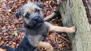 Gizmo explores the local woods 🐾🌲🐾 #borderterrier #puppy #dog by Gizmo The Border Terrier 🐾🐕 5,036 views 1 year ago 10 minutes, 6 seconds