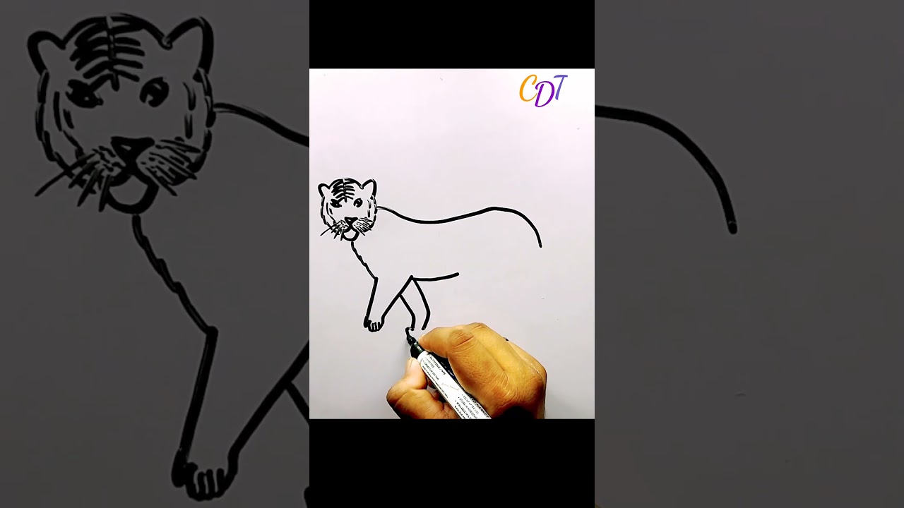 Tiger Drawing For KIds 