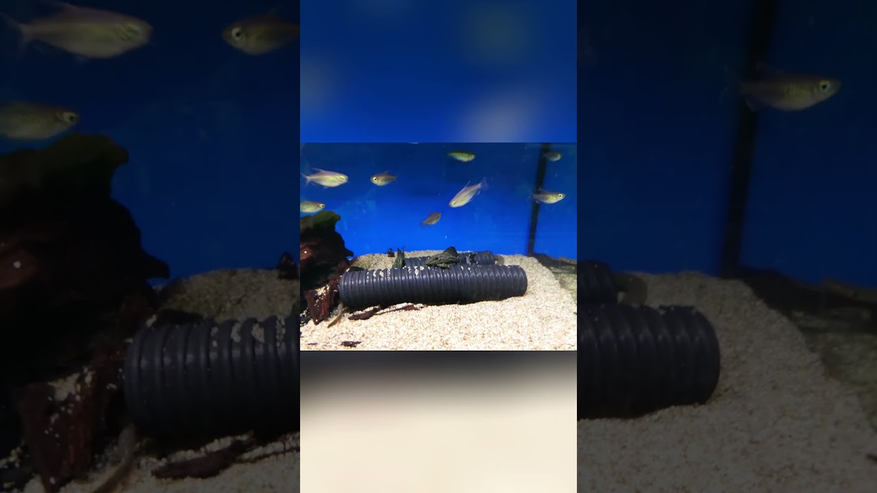 Fish Store Obsession I Need Bigger Tanks NOW!