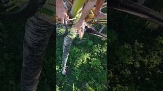 The making process of Coconut wine 🍷🌴 #coconutwine #coconut #tree #organicwine