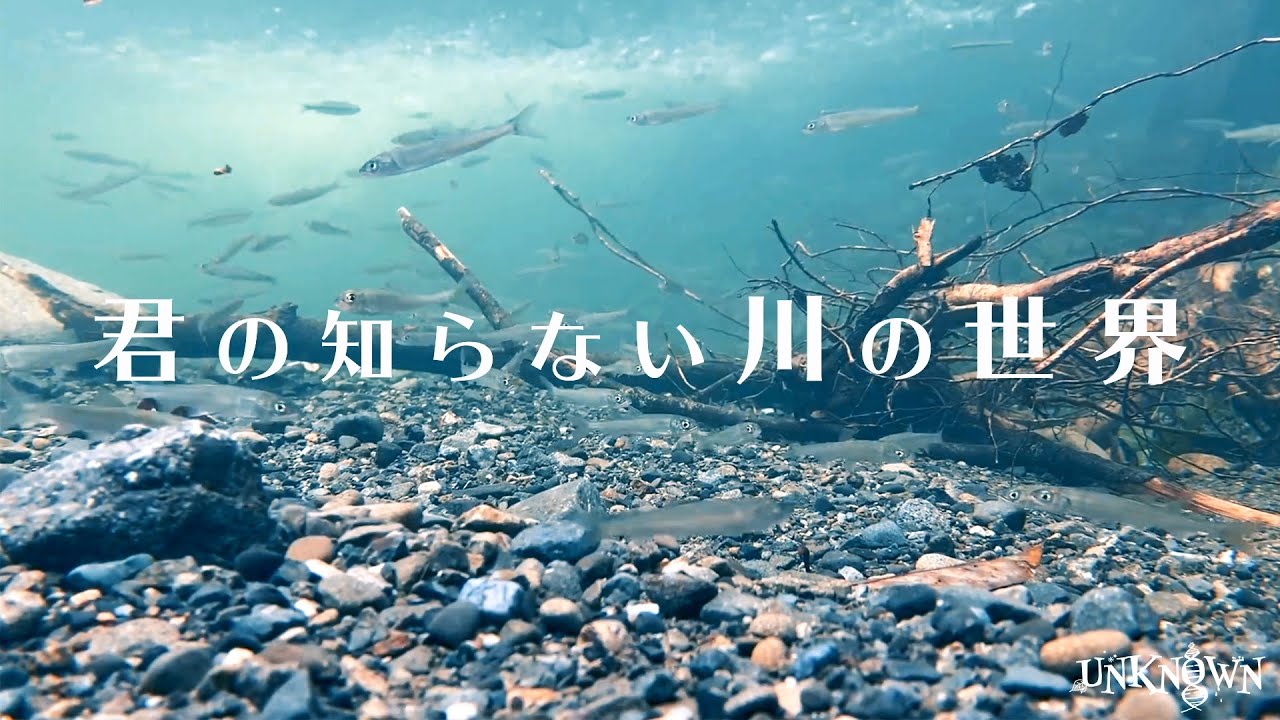 【水中映像】 淡水魚 君の知らない川の世界#1 Underwater video. The World Of The River #1.