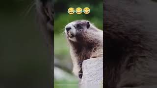 Download Lagu kudus kudus ra MP3