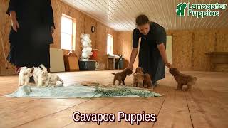 Lovable Cavapoo Puppies