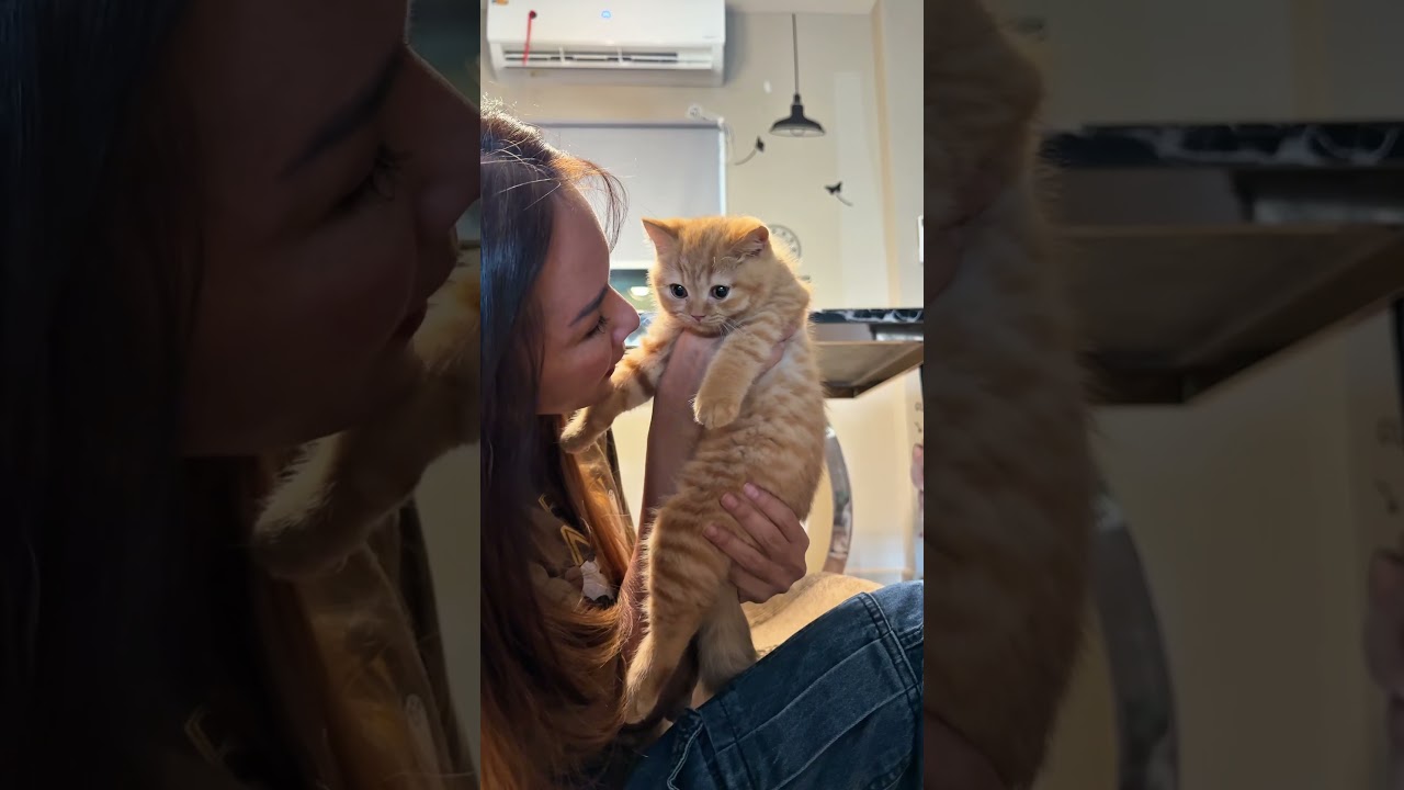 พี่โอ๋หนูหน่อย #แมว #cat #pets #kitten #funnycats #cutecat #cute #animals #meow #แมวถังแก๊ส