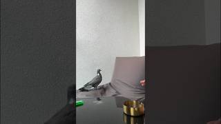 INJURED PIGEON on Balcony