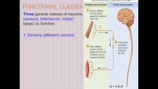 Chapter 12 part 1 The Nervous tissue