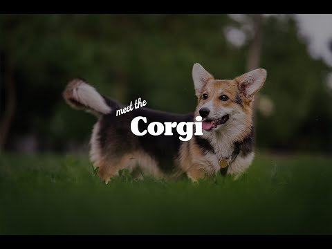 pembroke-welsh-corgi-breed-video-puppiesforsale