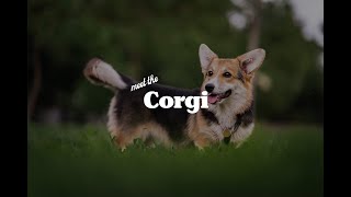 The Pembroke Welsh Corgi