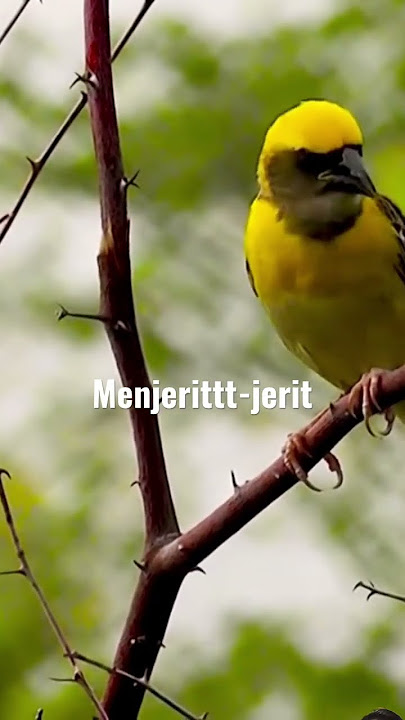 Burung Emas Suka Menjerit #birdshort #viral