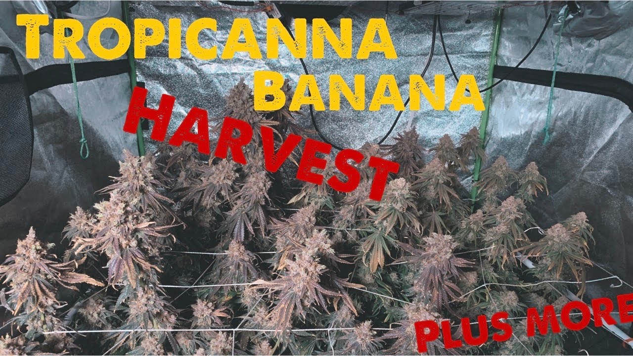 Update 1.4: harvest of tropicanna banana.