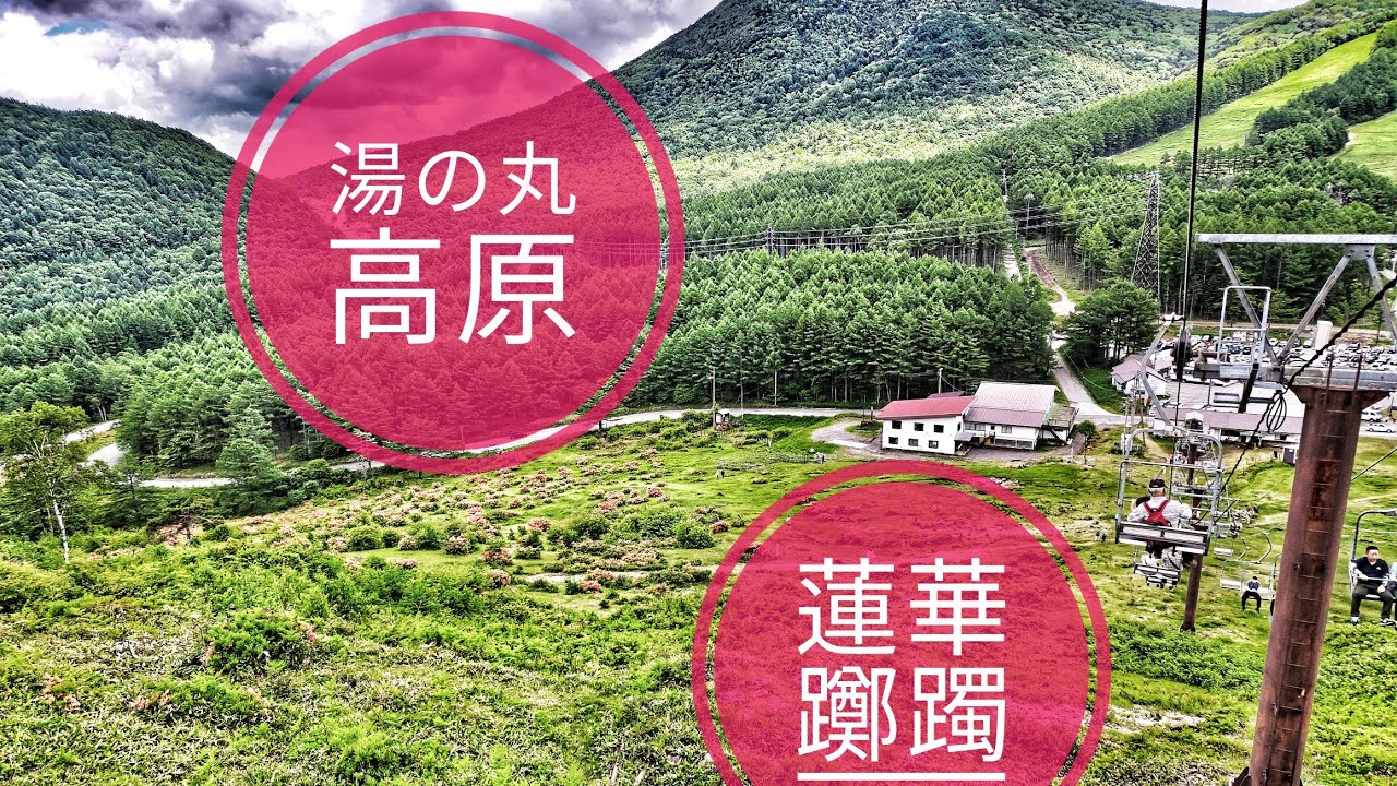 【外出】長野県 東御市「湯の丸スキー場」レンゲツツジの群落と牛のウンチ