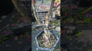 Hoa giấy 3 màu #huuduy #hoagiay #hoagiaybonsai