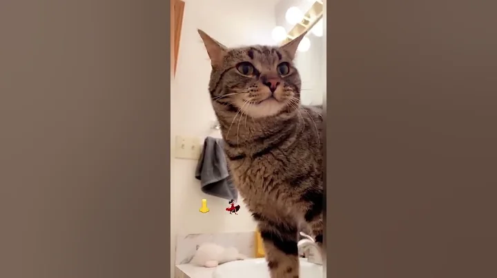 How to communicate with a CAT! #shorts 🤯