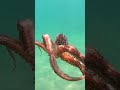 Why Octopuses Have 3 Hearts! | Fun Animal Facts for Kids