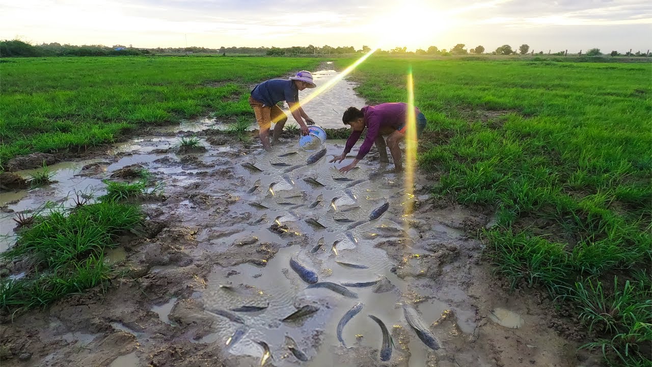 Amazing Fishing !!! Two Men scatter The Water Catch Many Fish In Rice ...