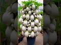 Special skills in eggplant in eggs to create an incredible fruit! #shorts #satisfying #farming