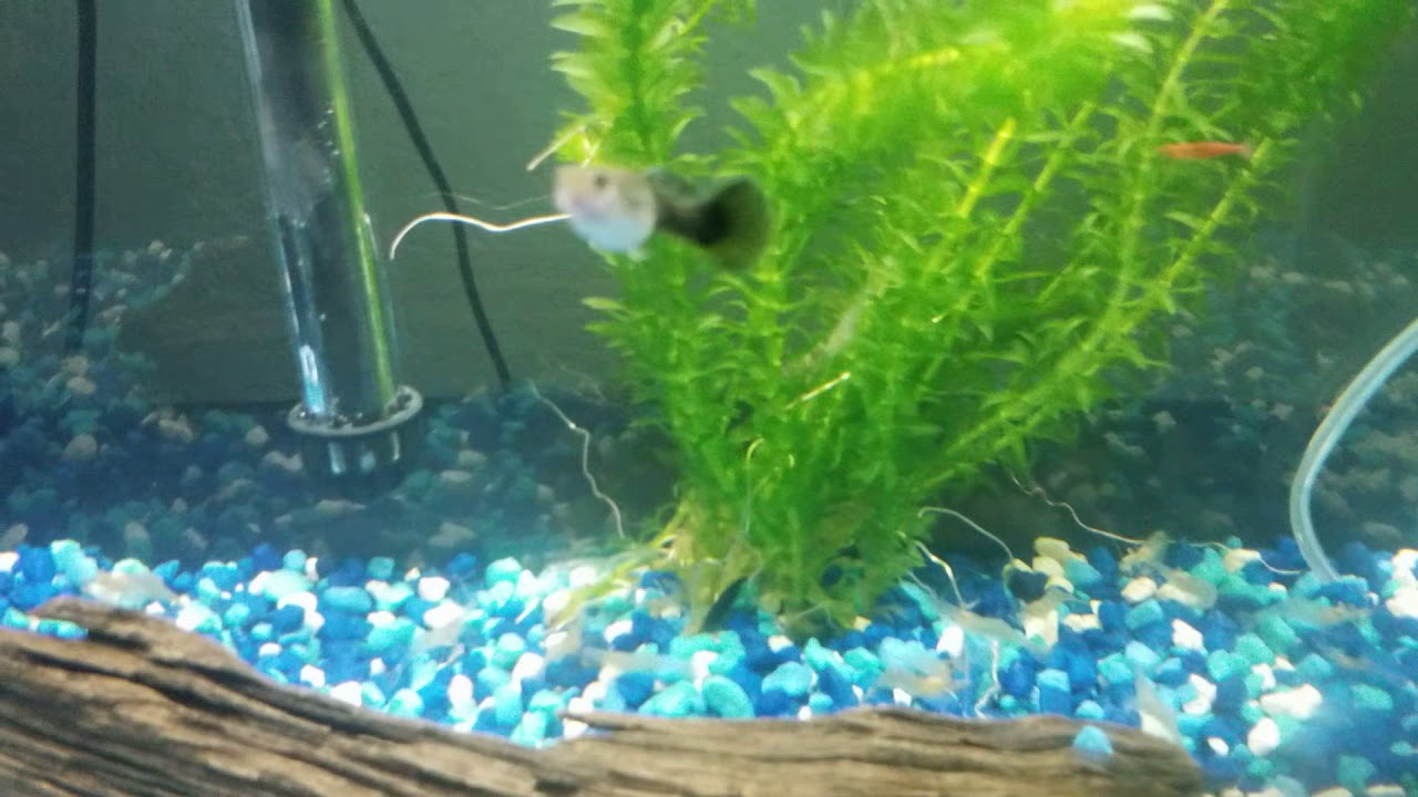 First setup shrimp aquarium YouTube