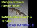 Cicak Kanibal   Cicak makan Cicak
