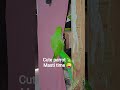 #parrot #talkingparot #1000subscriber #birds #190 #ajjubhaiinmymatch Good morning 🌞🦜