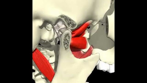 TMJ animation, ©Primal Pictures Ltd