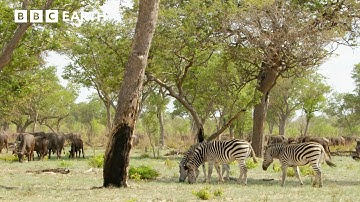 The Remarkable Senses of Animals | Nature