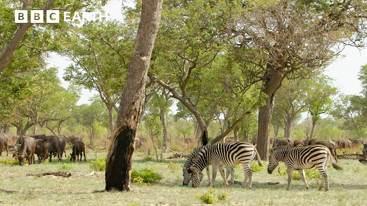 The Remarkable Senses of Animals | Nature's Great Migrations | BBC Earth