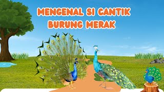 Mengenal Si Cantik Burung Merak