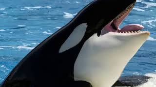 whale - balina