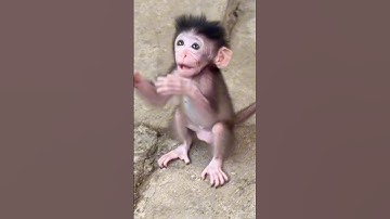 Baby Monkey Yumi Can Only Watch Cici Climb... She Can’t Yet! 💔