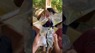 ?എനിക്കൊരു കഴിഞ്ഞ കാലമുണ്ടാരുന്ന് ? |start a betta farming| farming shorts short guppy