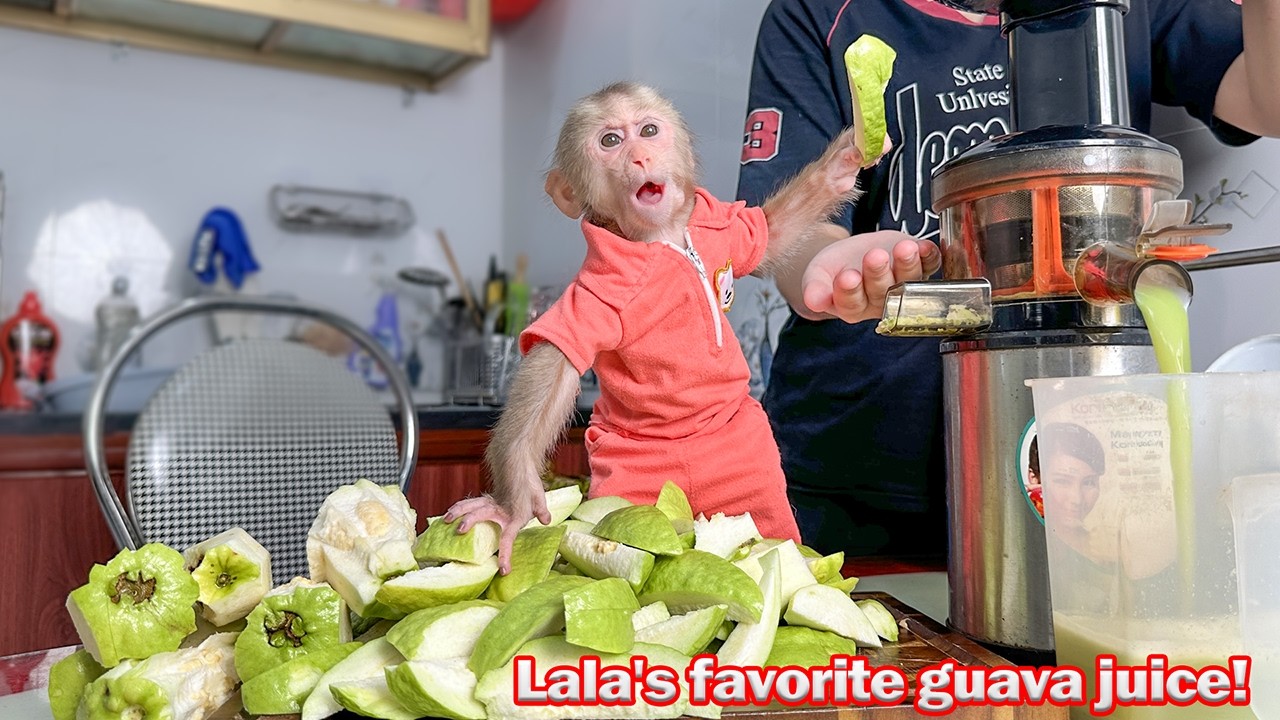 Lala doesn't like oranges so she asked Mom to harvest guava to make juice!