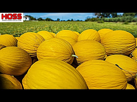 Video: Canary Melon Care – Vad man ska göra med Kanariemeloner från trädgården