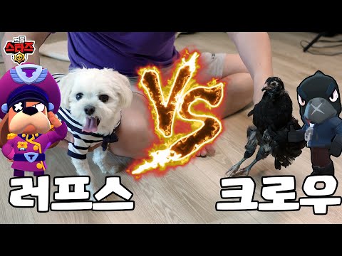 <strong>러프스</strong> vs 크로우!!! 누가 더 강력 할까???  | 브롤스타즈