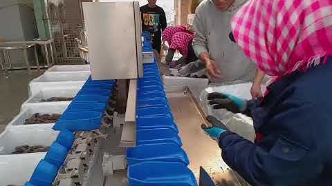 Sea Cucumber Weight Sorting Machine